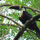 Toucan à bec rouge