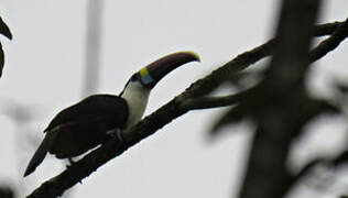 White-throated Toucan