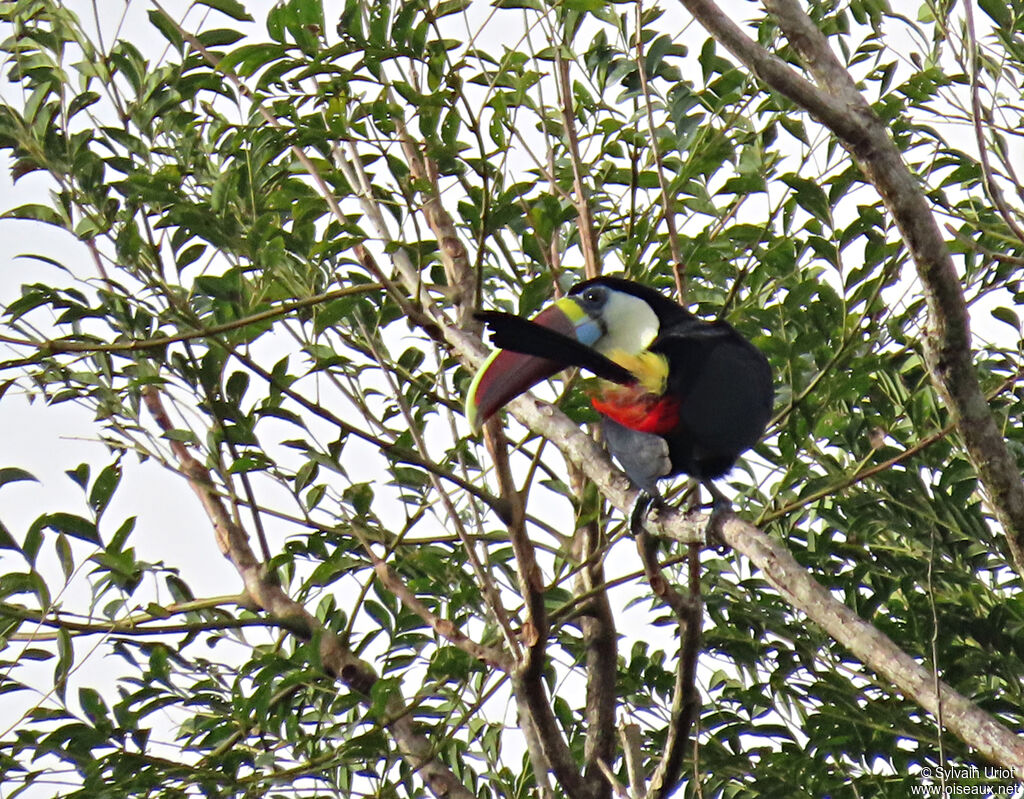 White-throated Toucanadult, habitat, pigmentation