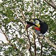 Toucan à bec rouge