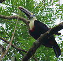 Toucan à bec rouge