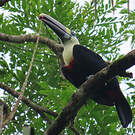 Toucan à bec rouge