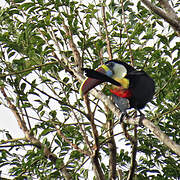 White-throated Toucan