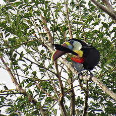 Toucan à bec rouge