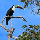 Toucan à bec rouge