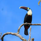 Toucan à bec rouge