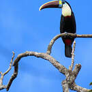 Toucan à bec rouge