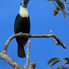 Toucan à bec rouge