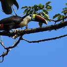 Toucan à bec rouge