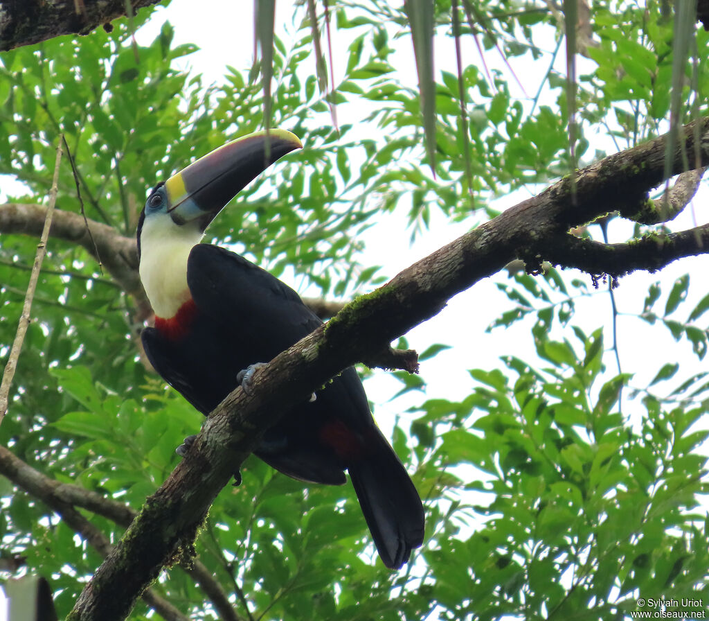 White-throated Toucan adult
