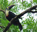 Toucan à bec rouge