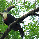 Toucan à bec rouge