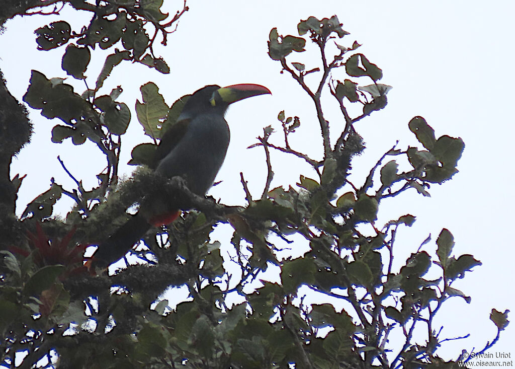 Toucan bleuadulte