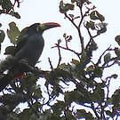 Toucan bleu