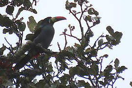 Grey-breasted Mountain Toucan