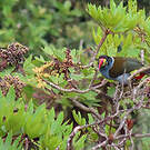 Toucan bleu