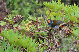 Grey-breasted Mountain Toucan