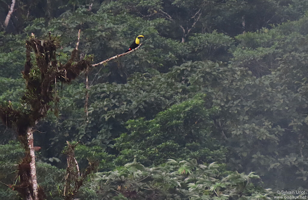 Choco Toucanadult