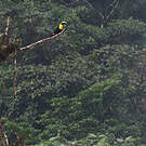 Toucan du Chocó