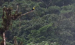 Toucan du Chocó