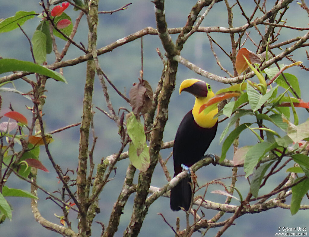 Yellow-throated Toucanadult