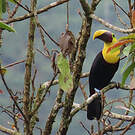 Toucan tocard