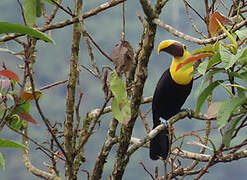 Yellow-throated Toucan