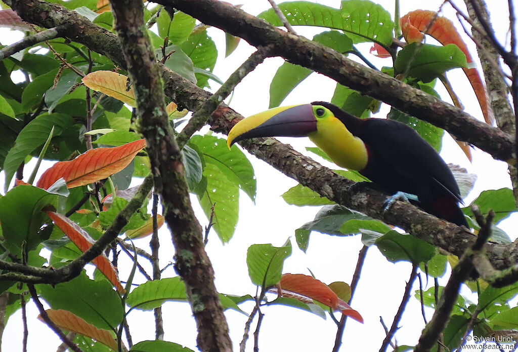 Yellow-throated Toucanadult