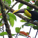 Toucan tocard