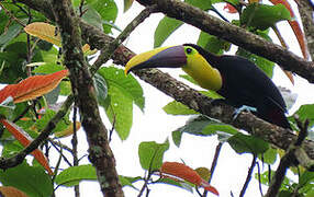 Yellow-throated Toucan