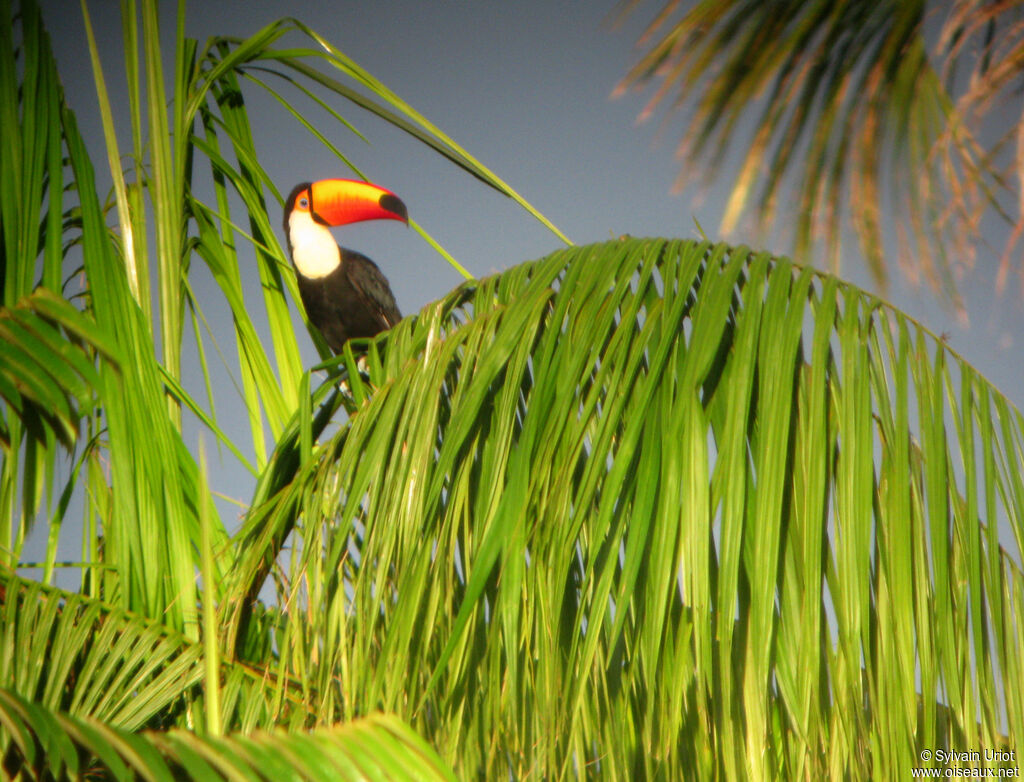 Toucan tocoadulte