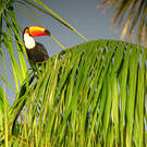 Toucan toco