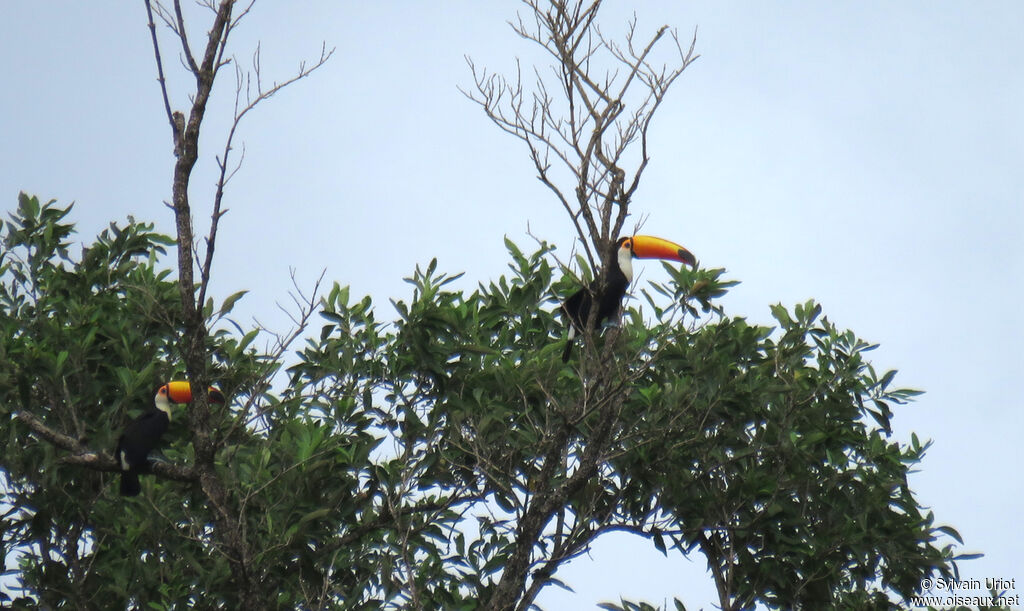 Toco Toucan