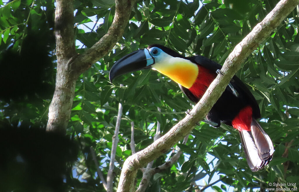 Toucan vitellinadulte