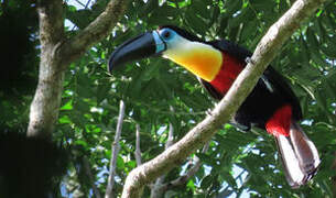 Channel-billed Toucan