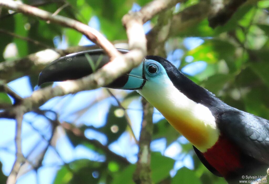 Toucan vitellinadulte