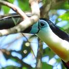 Toucan vitellin