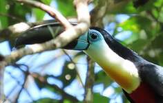 Toucan vitellin