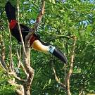 Toucan vitellin
