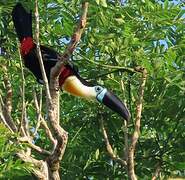 Channel-billed Toucan