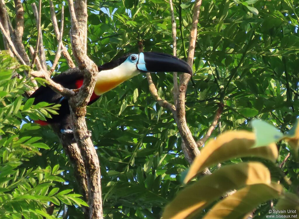 Channel-billed Toucanadult