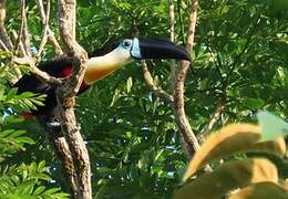 Channel-billed Toucan