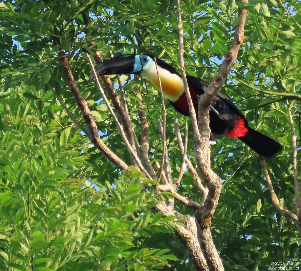 Toucan vitellinadulte