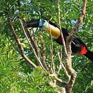 Toucan vitellin