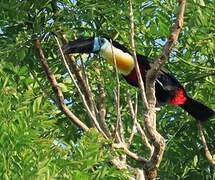 Channel-billed Toucan