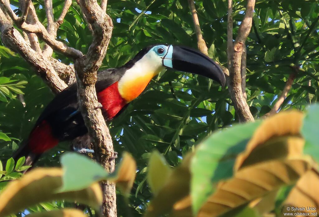 Toucan vitellinadulte