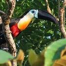 Toucan vitellin