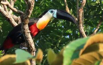 Toucan vitellin