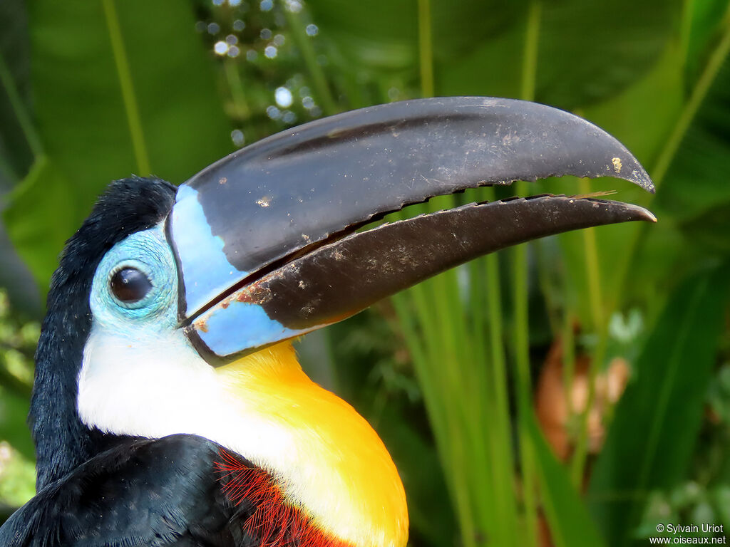 Toucan vitellinadulte