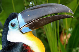 Channel-billed Toucan